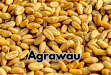 Agrawau