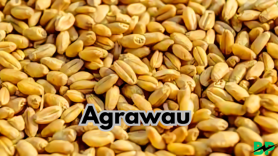 Agrawau